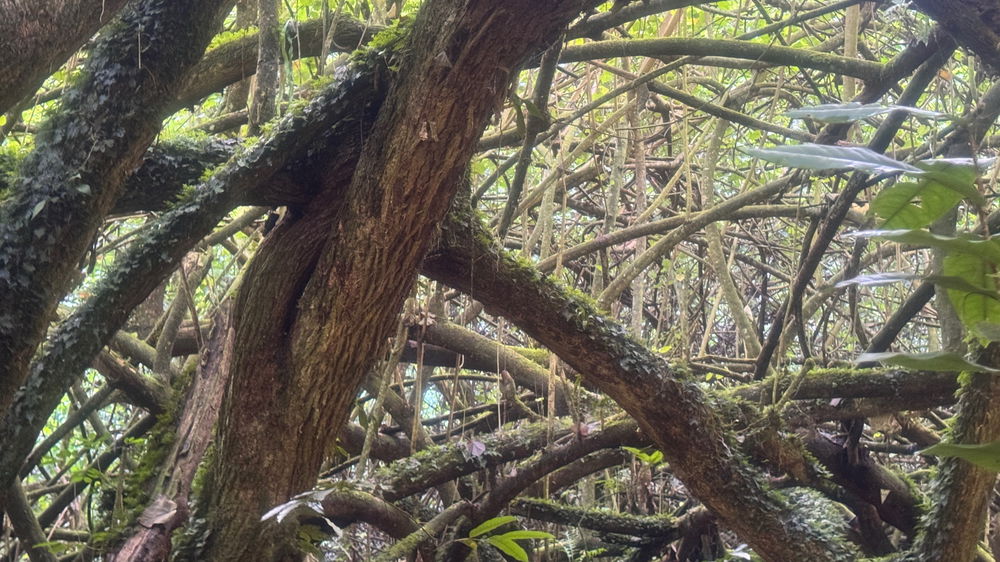 Came to Tahiti for the wildlife, stayed for the trees