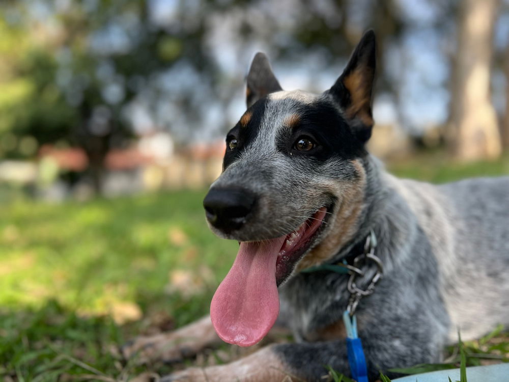 Qual o nome do pet de vocês?