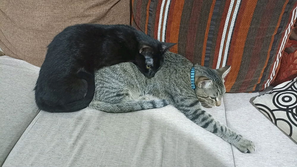Los hermanitos. 🥰