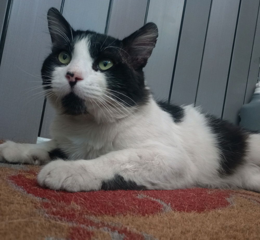Luki