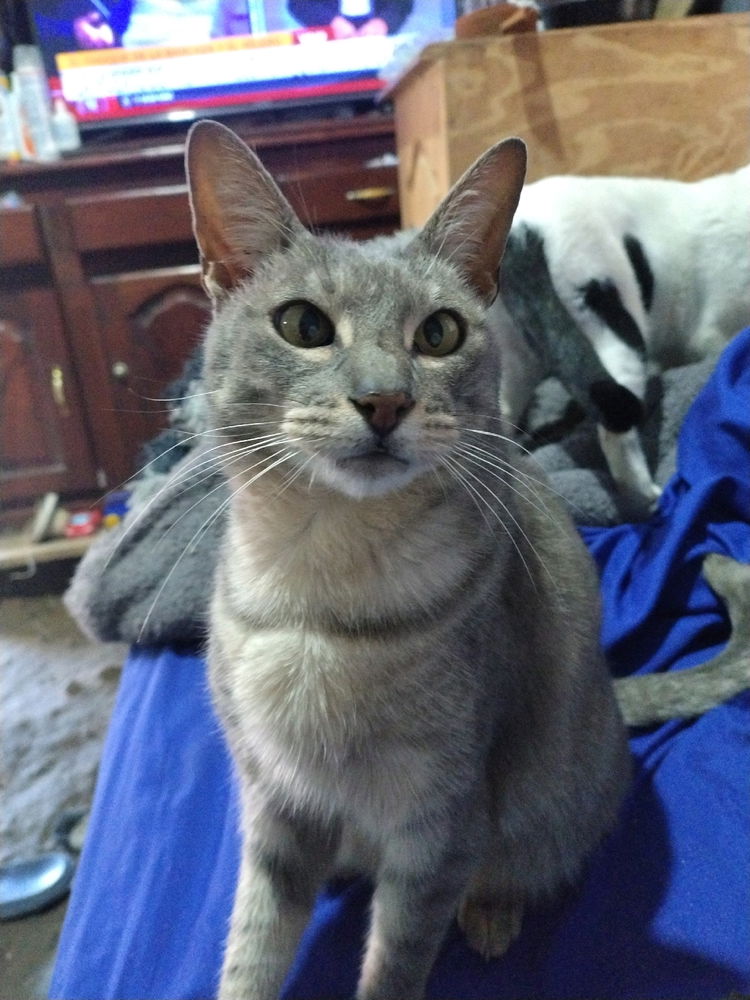 Bizcocha