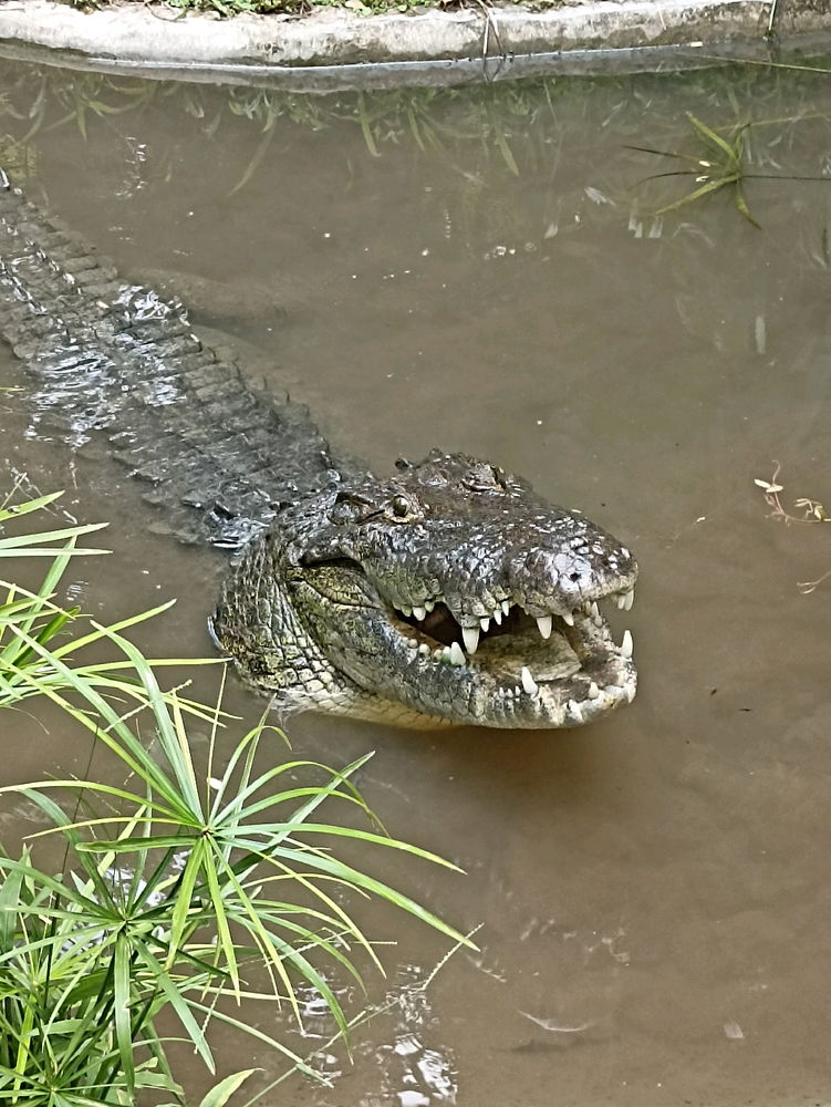 Crocodylus moreletii