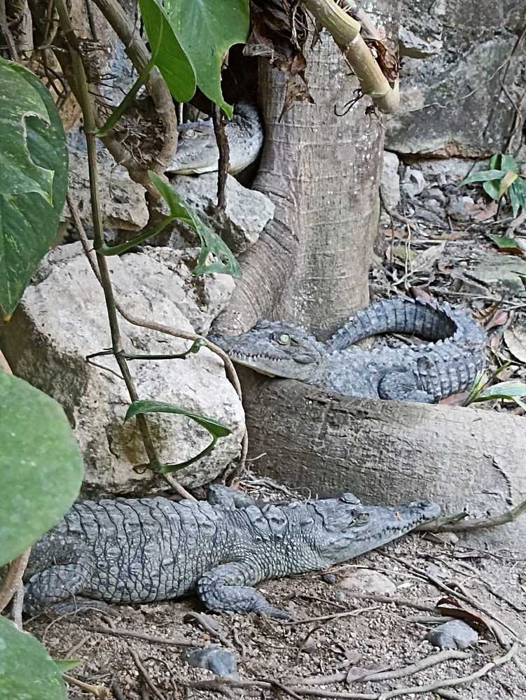Crocodylus acutus