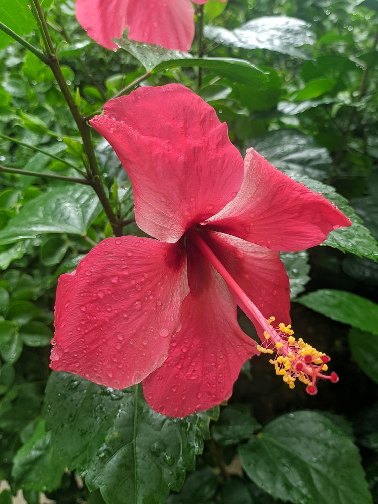 Hibiscus rosa-sinensis🌺