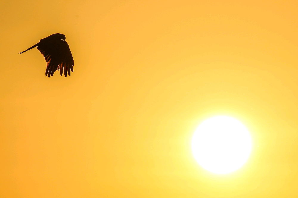 Sunset gave me a nice shadow of a falcon