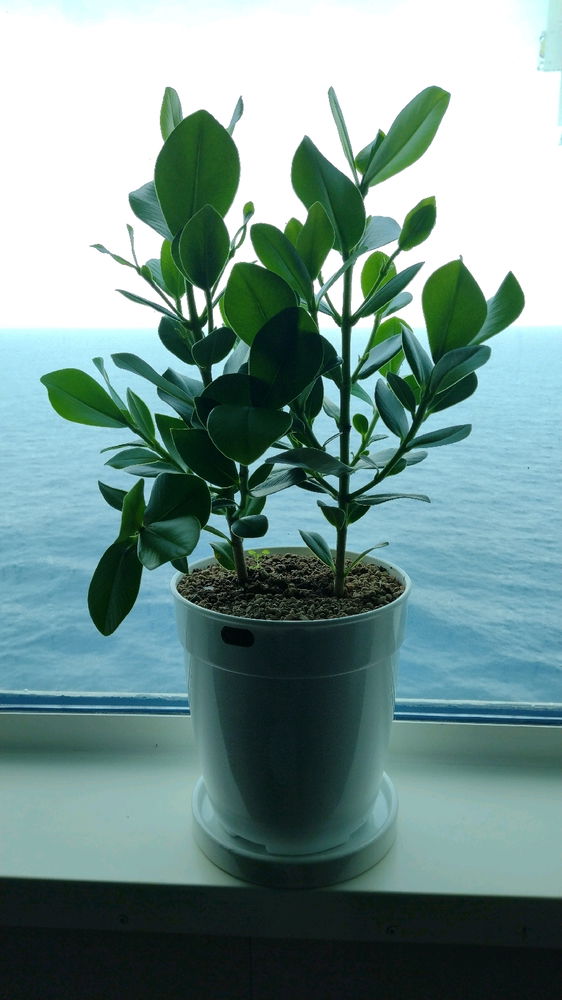 Sea Green !!