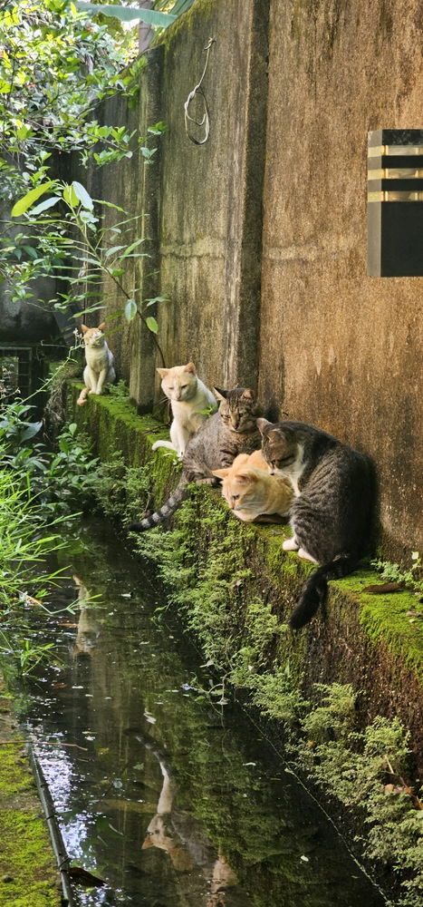 Cats having a meeting on how to fish