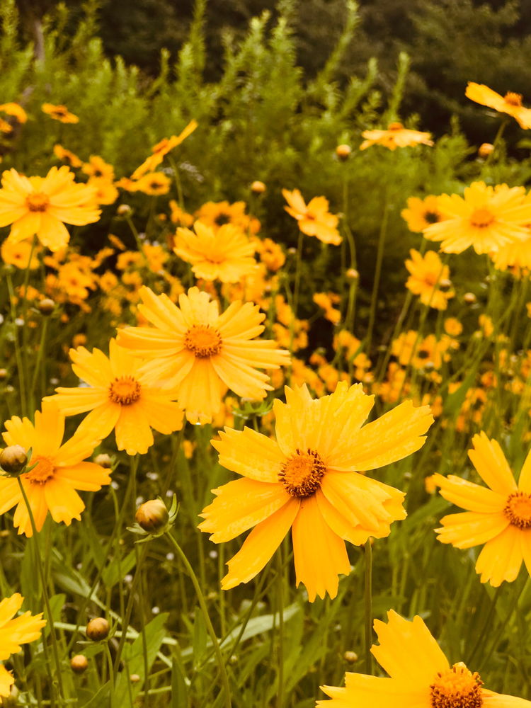 🌼