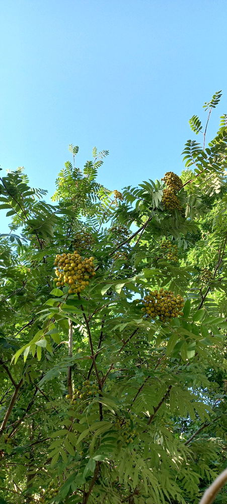 Green diversity