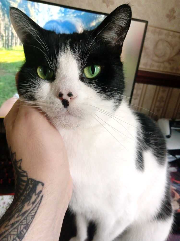 Rick the Cat