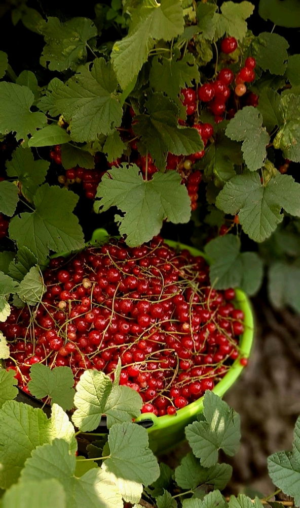 Лето это маленькая жизнь 🌱🍒