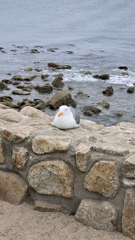 Oh to be a seagull