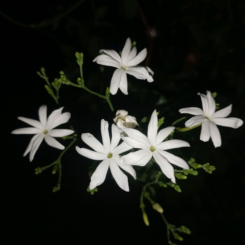 Night Flowers 🤍