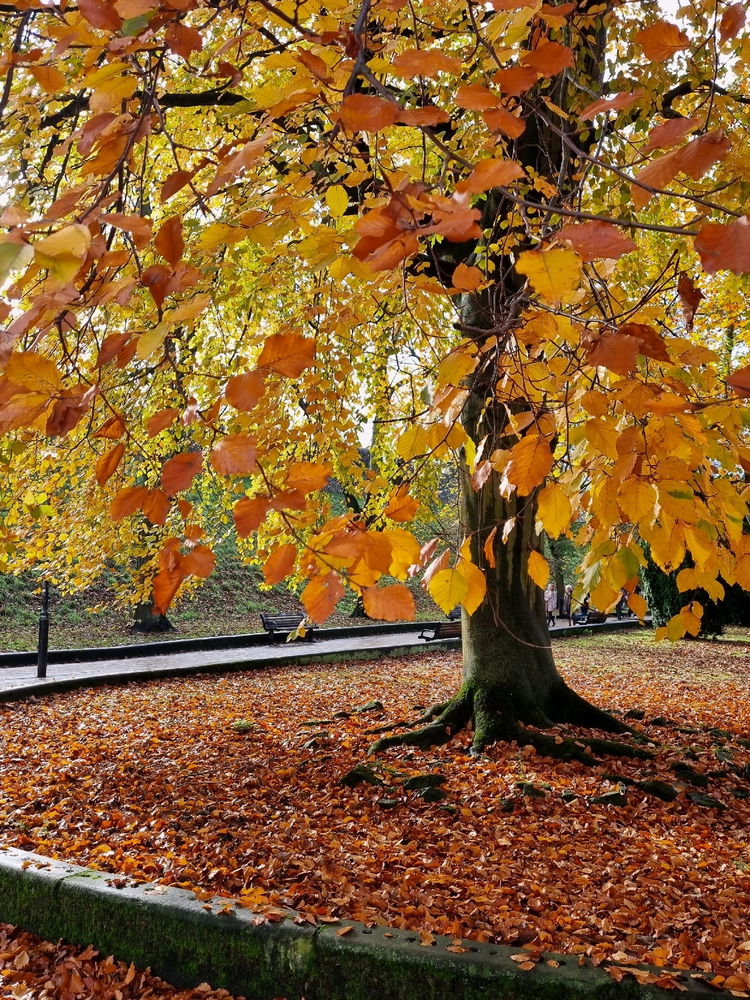 Autumn leaves