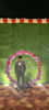 Rohit